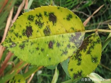深秋天季节月季出现斑点的病害原因与防治
