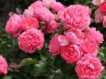 德国科德斯的20个花环月季品种，美丽又丰花，抗病好轻松养