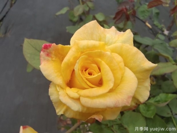 黄玫瑰代表什么意思？黄玫瑰寓意？黄玫瑰的花语是什么？