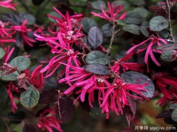 红花檵木花团簇锦，广泛用于园林造景