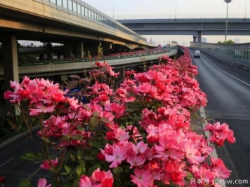 30万株新品种，杭州高架月季会带来什么样的惊喜？
