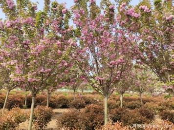樱花树几年可以开花？日本晚樱开花的观赏价值