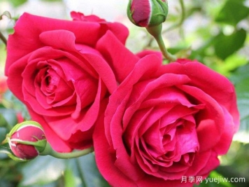 大家都知道玫瑰花可以食用，那么月季花可不可以食用呢？