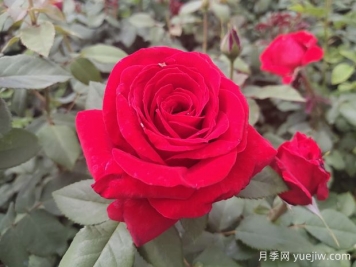 原产中国的玫瑰花(月季花)，是如何成为美国国花的？