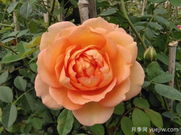 中国月季：欧洲玫瑰花的祖宗，为世界园艺做出了巨大贡献