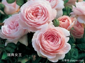 100种月季玫瑰品种图鉴大全，你认识有没有超过10个？