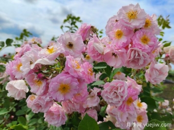 山木香和野蔷薇的辨识区别