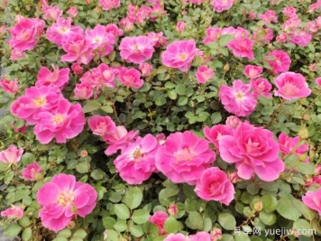 仙境盆栽月季杯苗粉色丰花，绿化工程批发