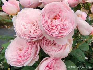 19朵粉色玫瑰花语是什么？