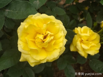 黄玫瑰的花语是什么？黄玫瑰的寓意和象征