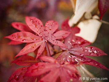 日本红枫、美国红枫、中国红枫到底有何不同？