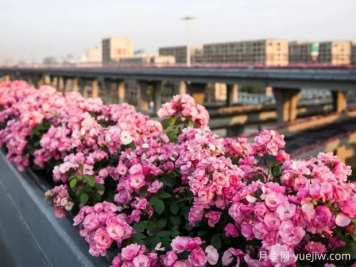 杭州高架月季实现定期开花，是如何进行花期调控的？