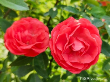 种上木香蔷薇花蛮强爆花，红橙白黄木香你喜欢哪个？