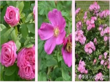 轻松区分月季、玫瑰和蔷薇ROSE三姐妹，不再迷茫于爱情花海