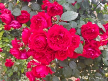 6款红色系的藤本月季品种，适合打造网红花墙