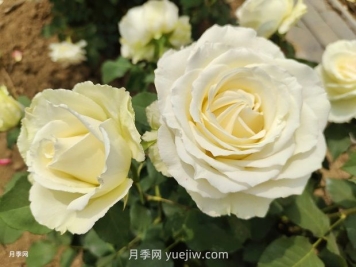 十一朵白玫瑰的花语和寓意