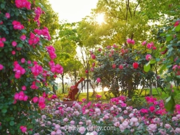 上海前滩休闲公园，月季花海盛景等你赏