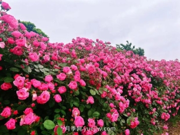 上海放鹤谷无门票，30万朵200多种月季开成了花海