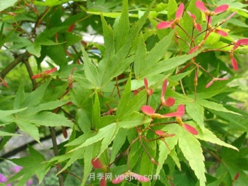 鸡爪槭和红枫的区别，四大不同之处