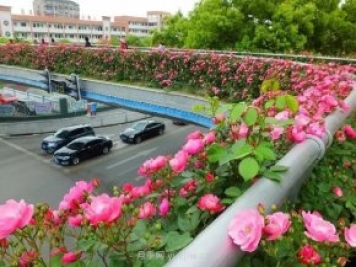 四月盛放的月季时间，湖北宜昌给你的专属浪漫花园