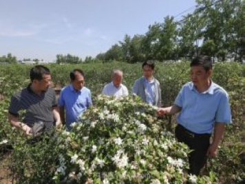 唐河唐栀子，地标农产品成农民增收致富的朝阳产业