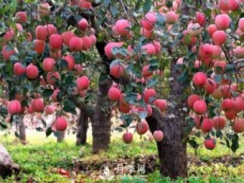 什么是果树的枝干比、枝叶比、叶果比和产出比？