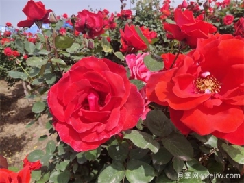 月季、玫瑰、蔷薇分别是什么？如何区别？