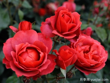 21朵玫瑰：不只是浪漫，还藏着这些深意