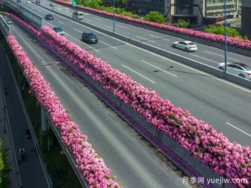 杭州高架月季初开，2024年又到走花路时间