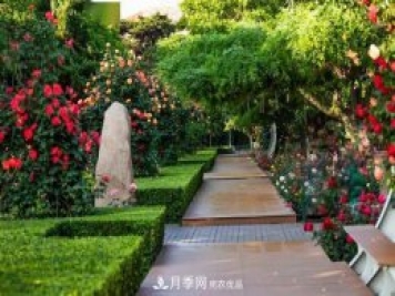秦皇岛适合养月季花，市花和市树是什么