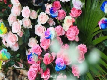 别惊讶，市面上卖的玫瑰竟都是月季？上海辰山植物园月季品种多