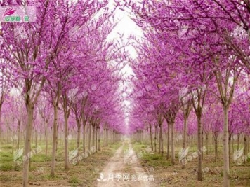 四季春1号，河南鄢陵巨紫荆树为北方城市添彩