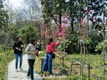上海植物园首现最红最纯的玉兰新品种