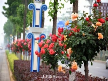 河北北京天津树状月季成风景线，四季应该怎么养护？