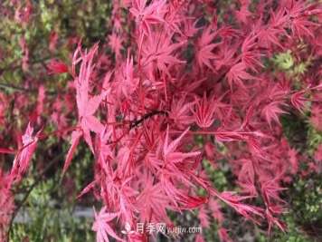 鸡爪槭和红枫的区别，叶片、枝干、花果期