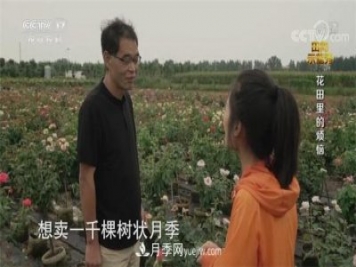 央视《田间示范秀》播出南阳月季种植故事《花田里的烦恼》