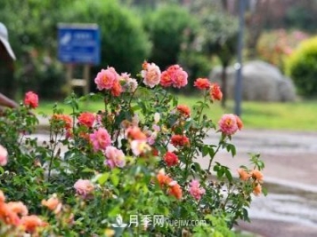 200多种月季花，花卉新品种丰富寿光城市园林色彩