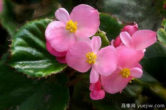 海棠花Zui具特色的6个品种(图5)