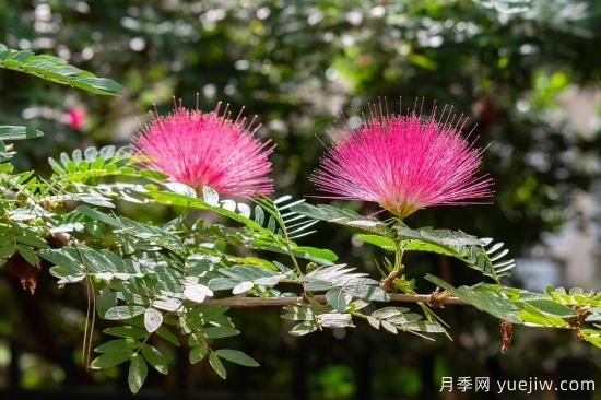 中国本土40个花卉品种介绍，我国是世界花园之母(图33)